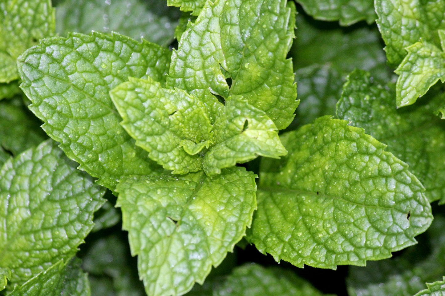 Organic Chewing Gum For Fresh Breath