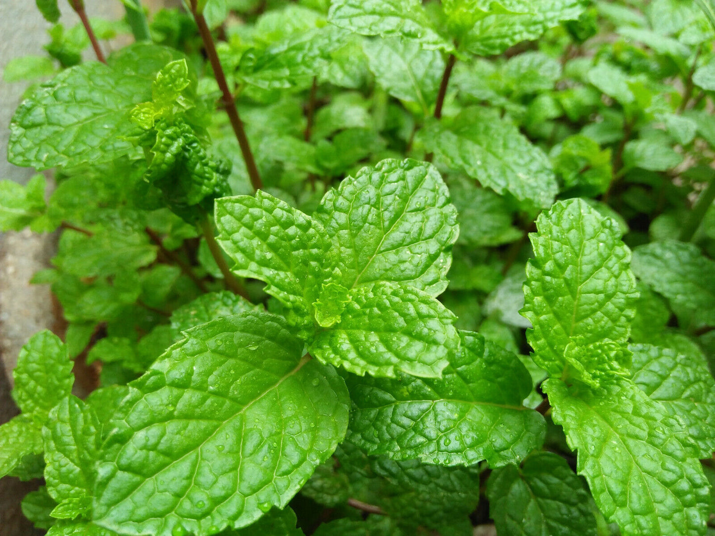 Organic Zero Calorie Mint Gum